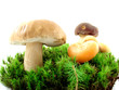 Mushrooms