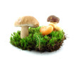 Mushroom