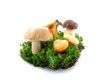 Mushrooms