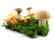 Fungi Fungi