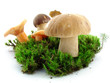 Mushrooms