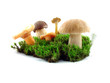 Mushrooms