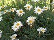 Foto: Margerite Margerite
