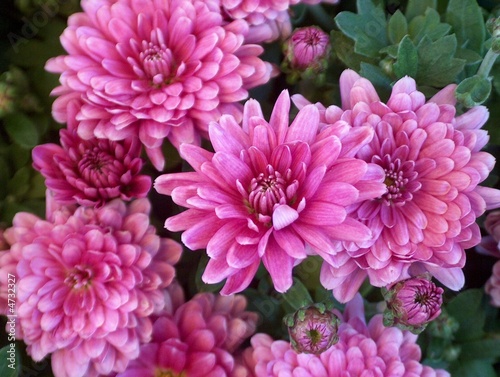 Foto: Chrysantheme Chrysantheme