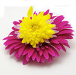 Three flowers