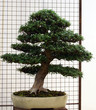 Bonsai