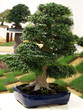 Bonsai