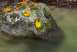 Rocks in a stream