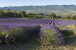 champ de lavande Provencal