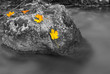 Rocks in a stream
