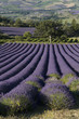 champ de lavande  - Vallee de Sainte Jalle
