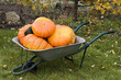heap of orange pumpkins in a barrow