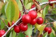 petites prunes