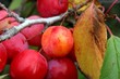 prunes 3