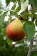 poire jaune