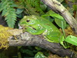 Frog in a tree