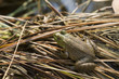 frog