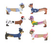 Dachshund Dogs Dachshund Dogs