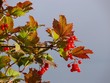 Indian Summer (Viburnum opulus)