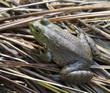 frog