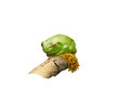 Comfortable frog 2