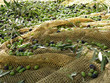 Raccolta olive