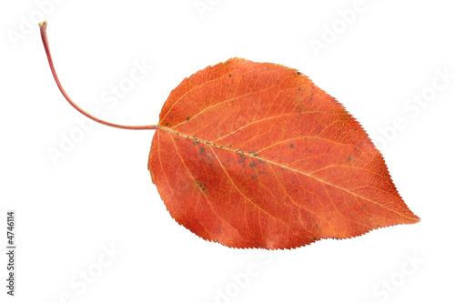 Photo: red autumn leaf isolated on white red autumn leaf isolated on white
