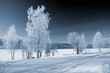 Winter landscape
