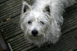 White dog