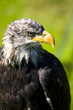 Greifvögel
