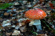 amanite tue-mouches 2
