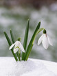 snowdrop