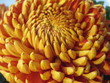 fleur