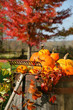 Colorful pumpkins and gourds