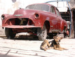 Chien & automobile américaine, épave - Cuba