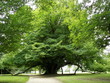 arbre