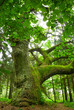 Mighty oak.
