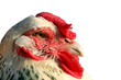 poule blanche