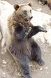 Bär01 Bär01