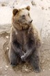 Bär02 Bär02