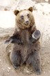 Bär03 Bär03