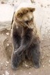 Bär04 Bär04
