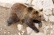 Bär06 Bär06