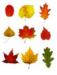 autumn leaves  collection