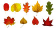 autumn leaves collection autumn leaves collection