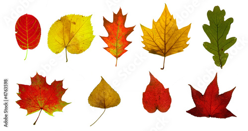 autumn leaves  collection