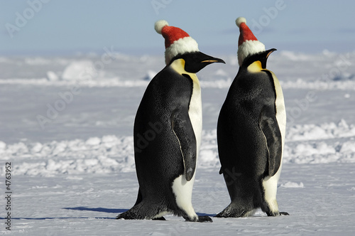 Photo: Penguin couple on Christmas Penguin couple on Christmas