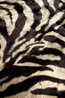 Zebra background