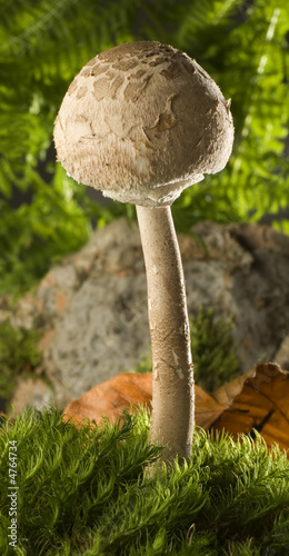 parasol parasol