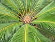 coeur de palmier sagoutier